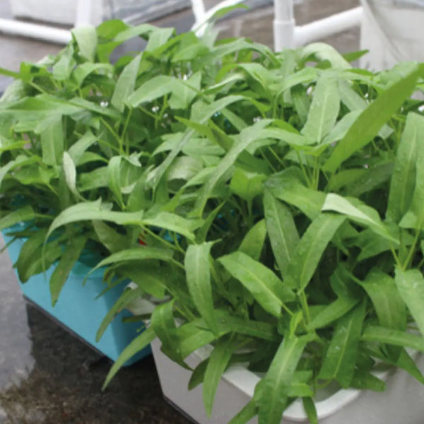 Self-Watering Planter